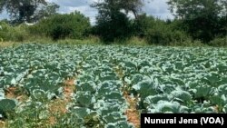Zvikoro zviri kukurudzirwa kutanga mapindu emiriwo inovaka muviri.