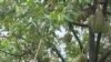 ທີ່ຜູ້ປະກອບການ ຖ່າຍເອົາບໍລິເວນສວນຖົ່ວລຽນຂອງຄອບຄົວ ທີ່ຕັ້ງຢູ່ບ້ານຫຼັກ 23, ເມືອງບາຈຽງ, ແຂວງຈໍາປາສັກ