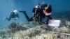 FILE - This underwater photo taken June 14, 2024 shows Black Turtle Dive conservation teacher Sandra Rubio (R) and her student Nannalin "Fleur" Pornprasertsom (L) surveying bleached corals around Koh Tao island in the southern Thai province of Surat Thani. 