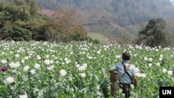 ຜູ້​ຊາຍ​ຄົນ​ນຶ່ງ​ຍ່າງ​ຜ່ານ​ທົ່ງຝິ່ນ​ທີ່​ກຳ​ລັງ​ເປັນ​ດອກ​ໃນ​ລັດ​ສານ, ມຽນ​ມາ, 2023. (UNODC)