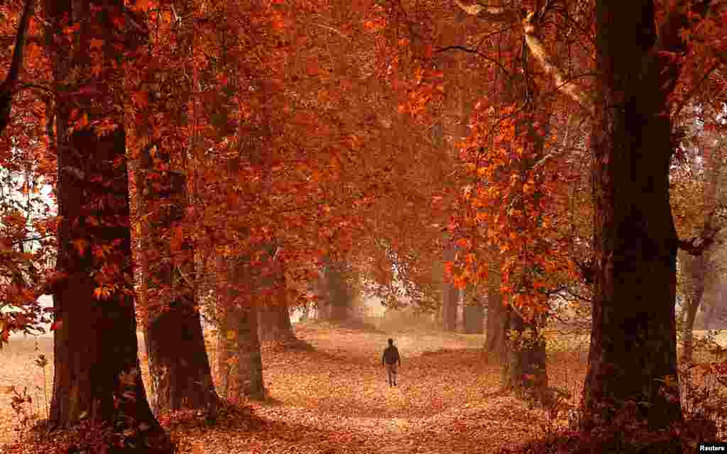 A man walks through a garden in Srinagar, India.