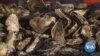 Oysters Helping Clean Largest Estuary in US
