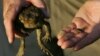 Graeme Sawyer, founder of the Northern Territory group known as Frog Watch, holds a cane toad (L) and a native frog at a billabong located 120 km (75 miles) south of Darwin, Australia, May 11, 2005.