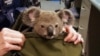 In this photo provided by Queensland Police Service and taken on Nov. 6, 2016, a koala looks out from a handbag at a police station in Brisbane, Australia. Koalas are officially listed as vulnerable to extinction in New South Wales. 