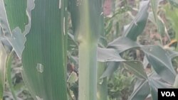 Armyworm devastates crops in Matabeleland province
