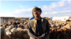 Livestock owners in Derik ask for help