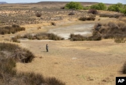 Pastir stoji na suvom koritu reke u Kolesbergu u Južnoj Africi. 24. septembar 2021. (Foto: AP/Themba Hadebe)