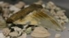 FILE - A prehistoric megalodon shark tooth is seen in a April 26, 2013, photo.