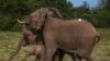 YE Nature & Animals