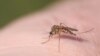 FILE - Dengue fever is spread by mosquitoes.