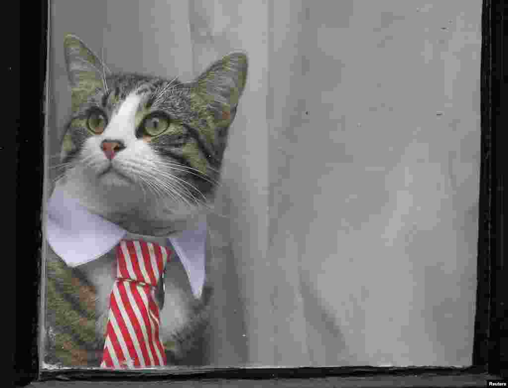 Julian Assange&#39;s cat sits at the window of Ecuador&#39;s embassy as prosecutor Ingrid Isgren from Sweden interviews Assange in London, Britain.