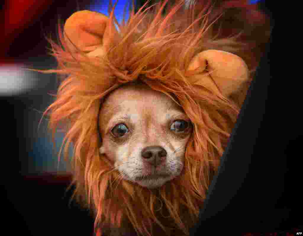 Dogs dressed in Halloween costumes are displayed during the annual Haute Dog Howl'oween parade in Long Beach, California, Oct. 30, 2016.