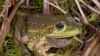 FILE - Yellow-spotted bell frog (Photo: Dr. David Hunter)