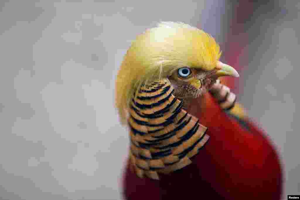 A golden pheasant is seen at Hangzhou Safari Park in Hangzhou, Zhejiang Province, China.