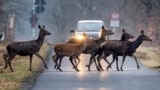 Deer cross a road in a forest of the Taunus region near Frankfurt, Germany, March 13, 2025. 
