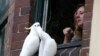 FILE - A woman watches out from a window as sulphur-crested cockatoos perch near her in Australia.