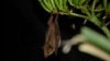 Arizona adds endangered bat to list of night-flying creatures that frequent the state