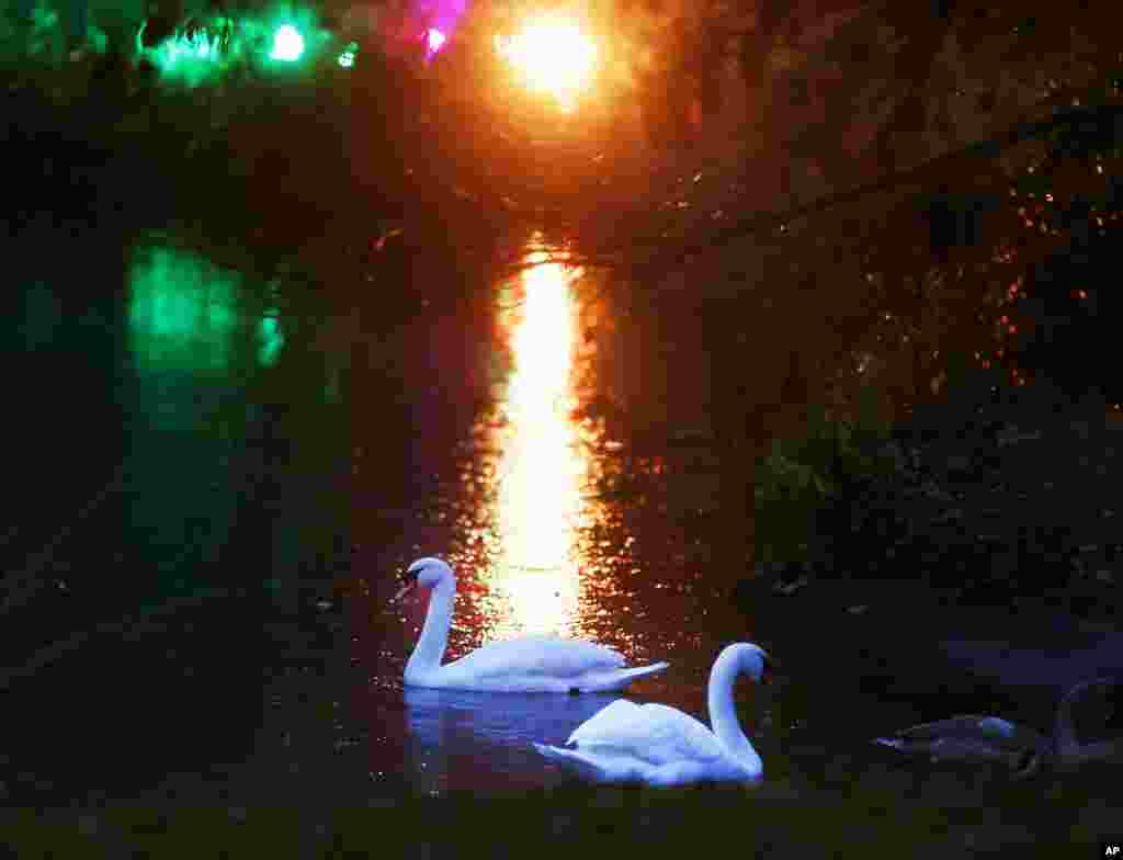 Two swans swim in a small lake in the Palmengarten park (palm garden park) during the "Winter Lights" exhibition in Frankfurt, Germany.