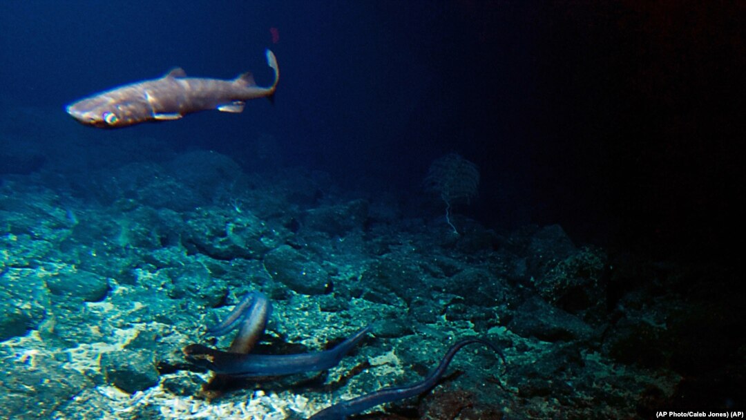 Unexplored Deep Sea Volcanoes