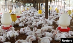 Ribuan ayam di sebuah peternakan di Bogor, 27 Juli 2012. (Foto: Enny Nuraheni/Reuters)