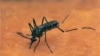 This undated photo supplied by WGBH/Nova shows a mosquito at work. 