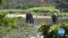 In Gabon, US Military Joins Counter-Poaching Efforts to Save Elephants