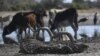Botswana Drought Makes Wasteland of Harvests, Livestock
