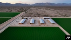 FILE - Bales of hay are stored under shelters at Al Dahra Farms, Oct. 17, 2023, in the McMullen Valley in Wenden, Arizona. The state's attorney general said she is suing an alfalfa farm in western Arizona, Fondomonte, for its groundwater usage. 
