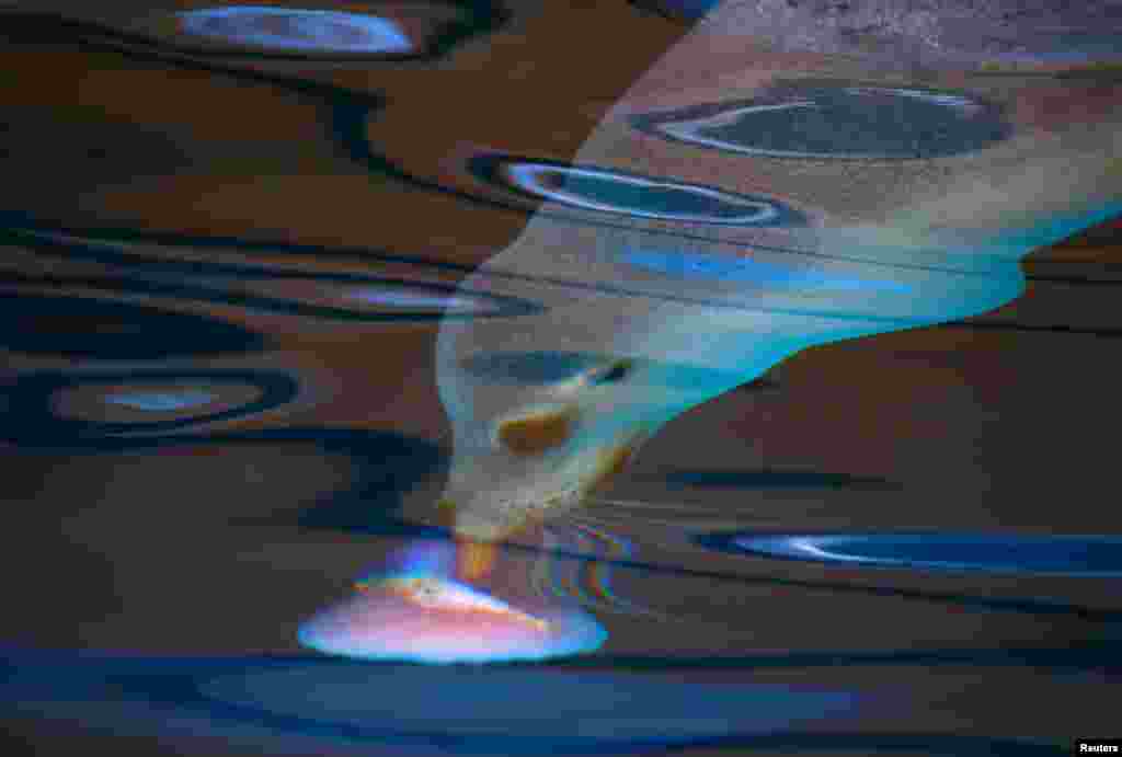 An Australia sea lion licks a frozen treat underwater that contains a fish during an annual Christmas event in which animals receive special food gifts at Sydney's Taronga Zoo in Australia.